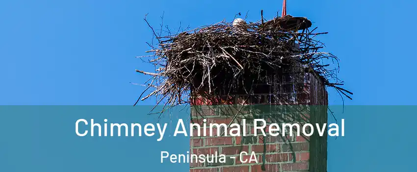 Chimney Animal Removal Peninsula - CA